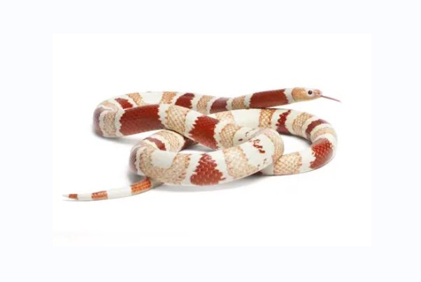 哪些蛇最可爱，最萌啊？