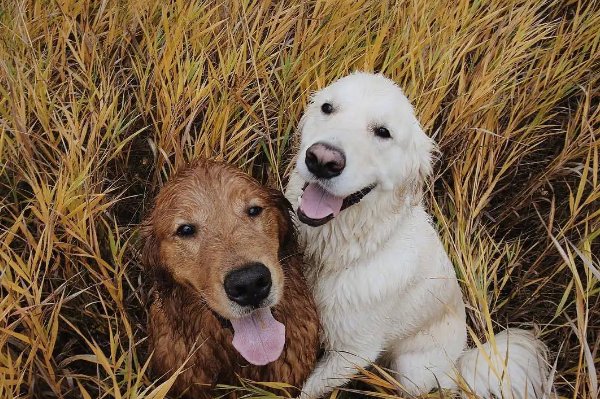 盛延必散打一生肖