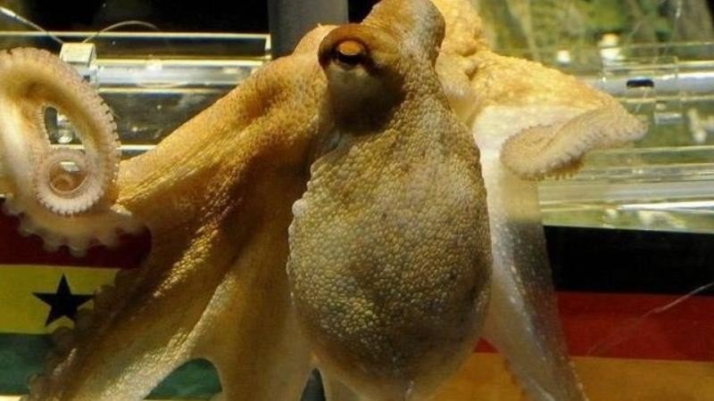 世界杯的预测帝保罗是哪种动物