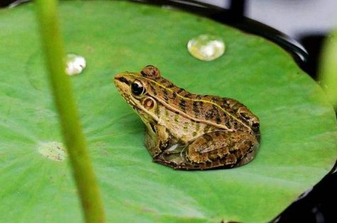 青蛙除了用肺，还用什么器官呼吸？