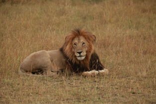 辽宁抚顺村民发现猫科动物踪迹，哪些动物属于猫科类？