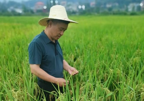 中国绿色超级稻扎根非洲,这到底是什么品种?