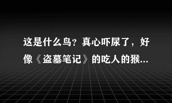 这是什么鸟？真心吓尿了，好像《盗墓笔记》的吃人的猴头鸟，求科普