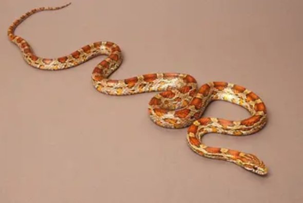 哪些蛇最可爱，最萌啊？