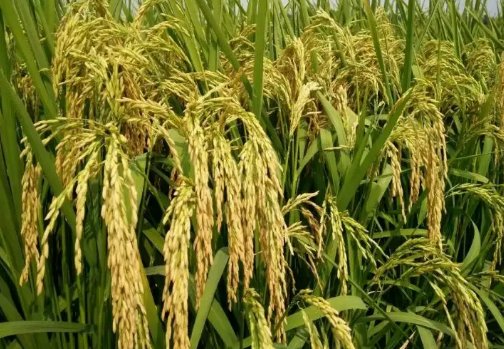 中国绿色超级稻扎根非洲,这到底是什么品种?