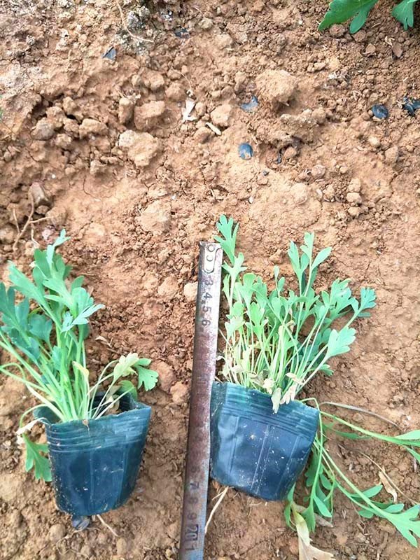 虞美人种子怎么种植，四个步骤轻松种植虞美人