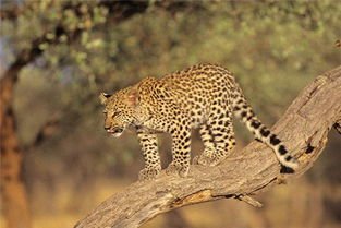 辽宁抚顺村民发现猫科动物踪迹，哪些动物属于猫科类？