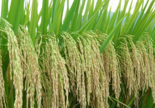 中国绿色超级稻扎根非洲，这到底是什么品种？