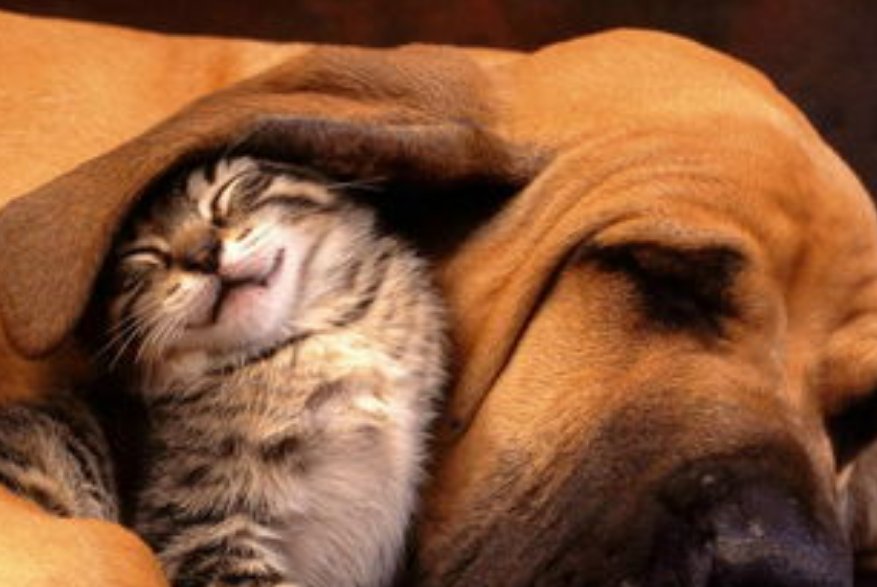 猫狗绝育的最佳年龄