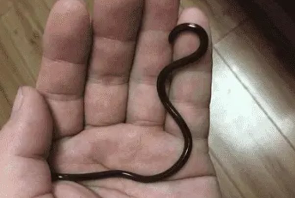 哪些蛇最可爱，最萌啊？