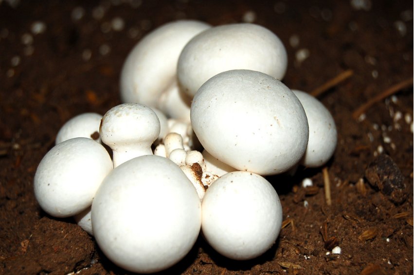 口蘑中的口字怎么读