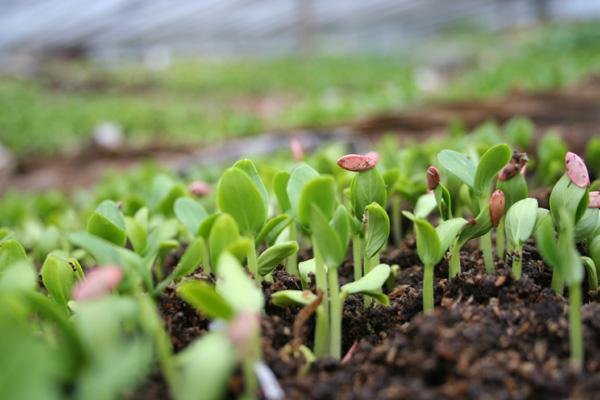 应种尽种，实现一亩地也不撂荒，土地撂荒农民要受处罚吗？