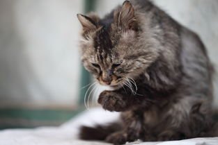 辽宁抚顺村民发现猫科动物踪迹，哪些动物属于猫科类？