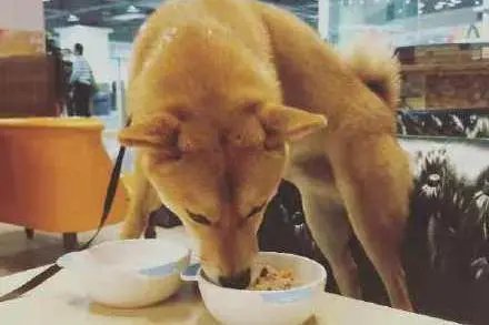 中山一狗狗进饭店后在婴儿座椅内进食,狗主人的做法合适么?