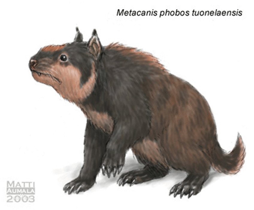 后兽次亚纲的介绍