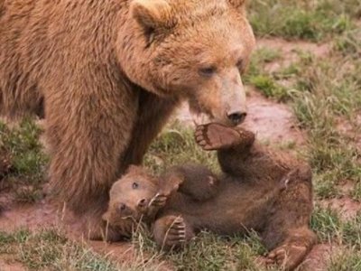 母亲带四个孩子是一种什么样的体验呢？