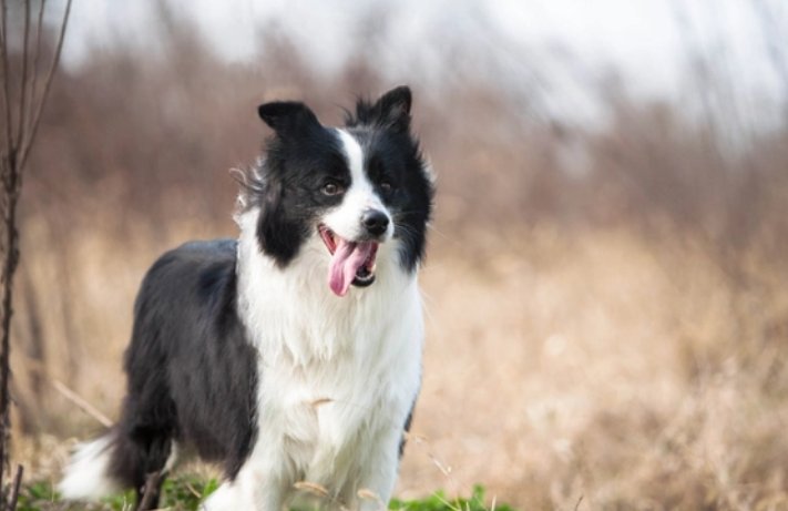 贪吃狗子！趁主人没在狂炫41个饺子，网友对其作何调侃？