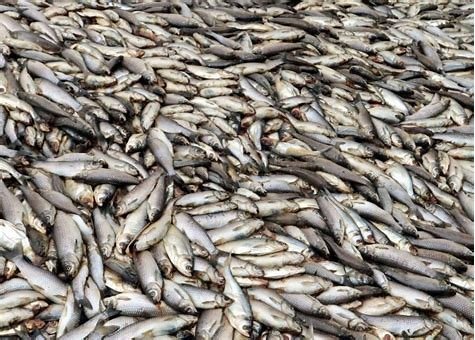 四川高温停电致数万斤鱼缺氧死亡，造成的损失有多严重？