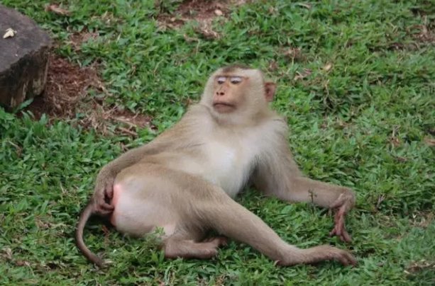 夷为平地打一动物生肖