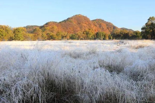 假期后江苏还有冷空气，初霜冻或将“现身”，对农作物有无影响？