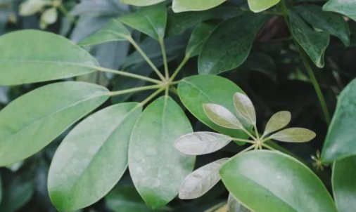 冬季什么花蜜源植物比较多？