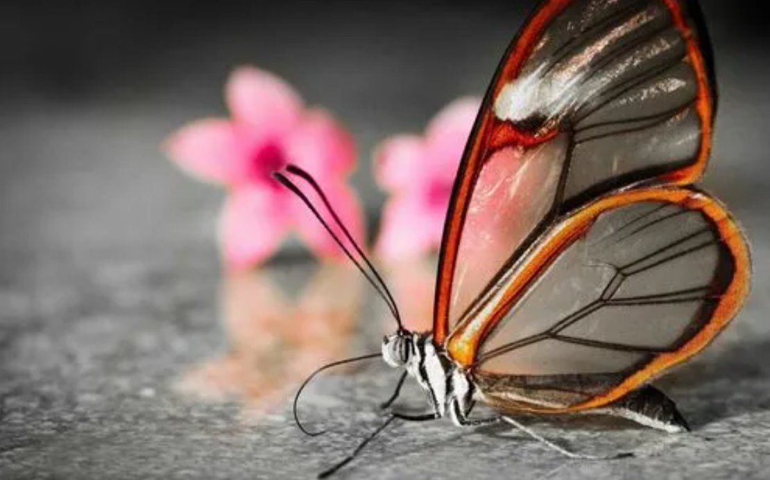 蝶的拼音和组词和部首