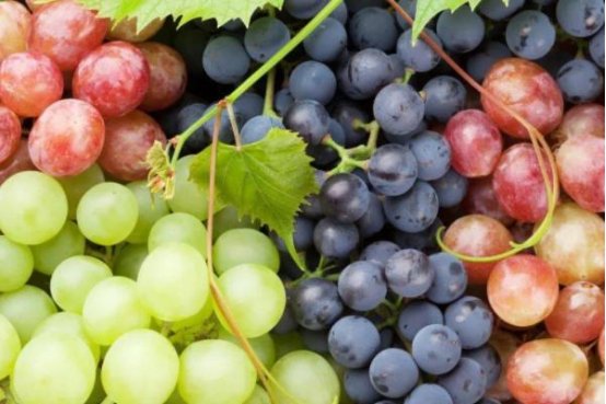 葡组词语和拼音