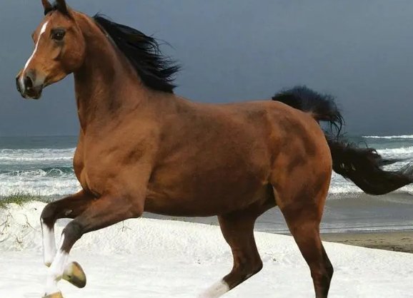 粗心大意打一动物生肖