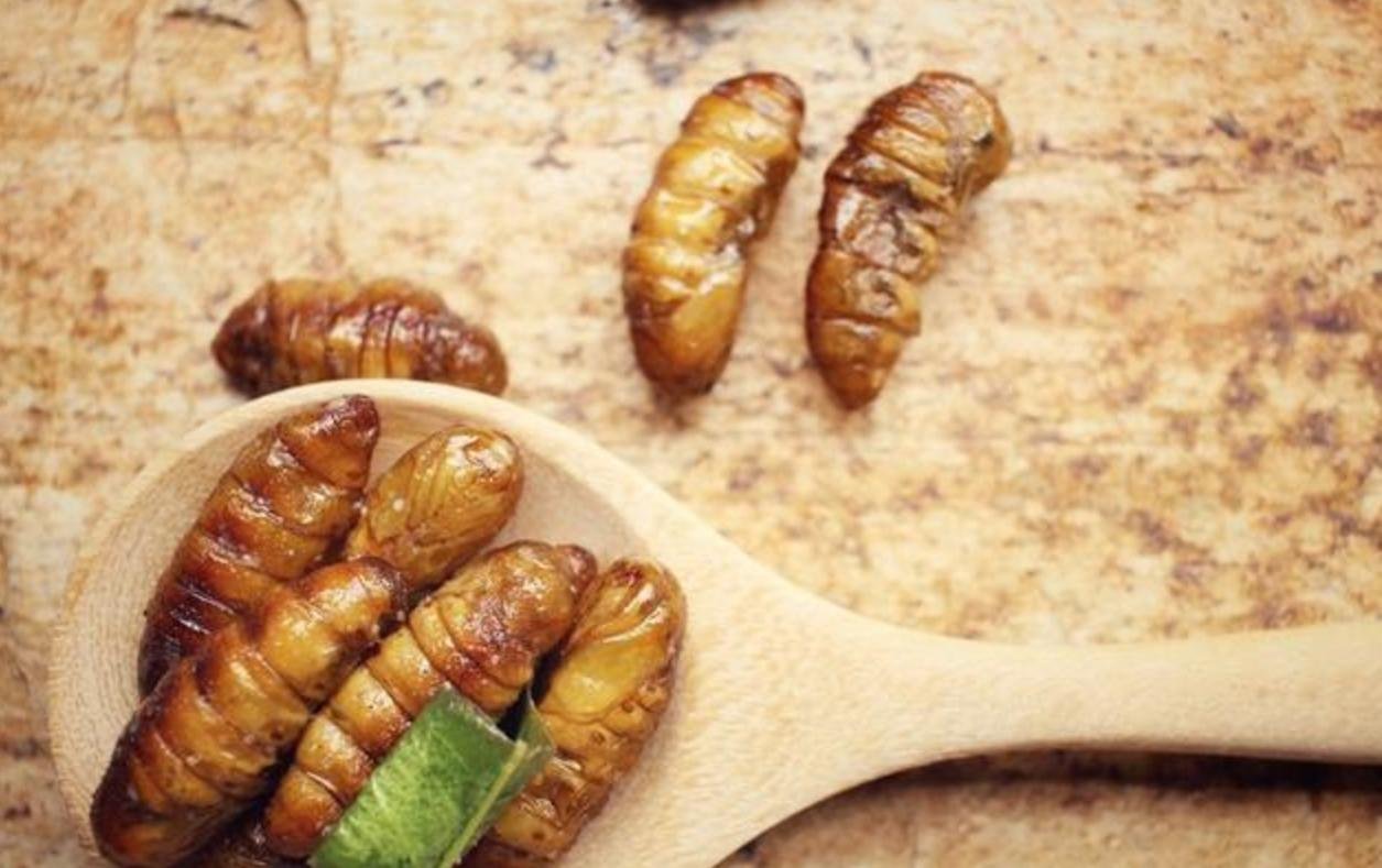 日本蟋蟀食品大受欢迎，虫类零食为何深受大众喜爱？