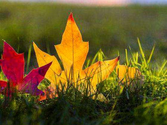 人人为我，我为人人和我为人人，人人为我有区别吗？哪个好？为什么？