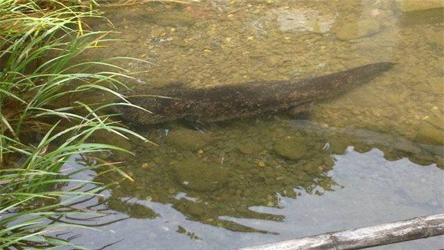 被称“水中大熊猫”的娃娃鱼，它的祖先到底是谁？