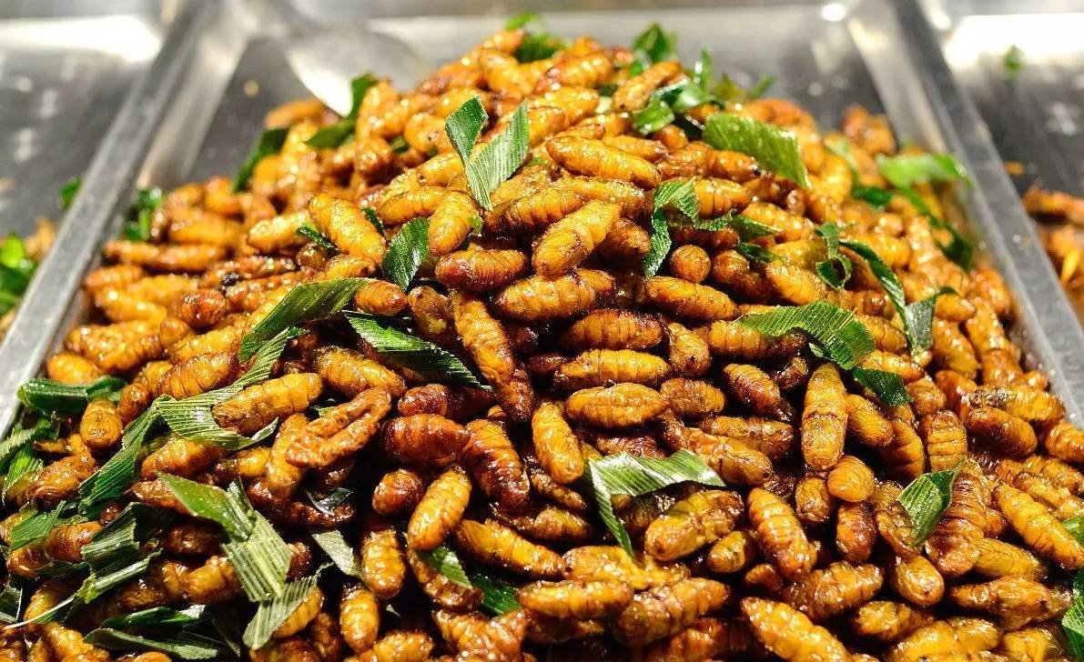 日本蟋蟀食品大受欢迎，虫类零食为何深受大众喜爱？