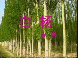 白杨的三个特点是什么