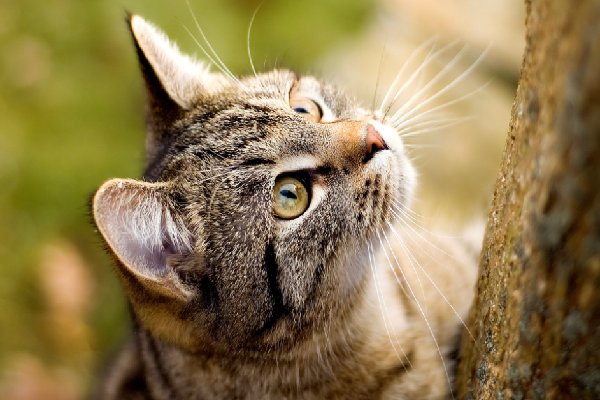 为什么田园猫不用驱虫