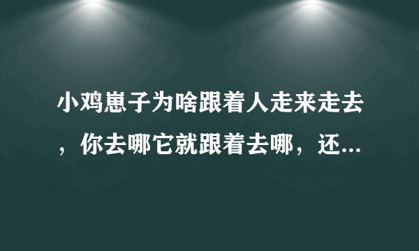 小鸡崽子为啥跟着人走来走去，你去哪它就跟着去哪，还叫个不停，这是为什么呢？