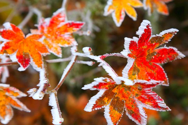 霜打的青菜分外甜的原因物理现象