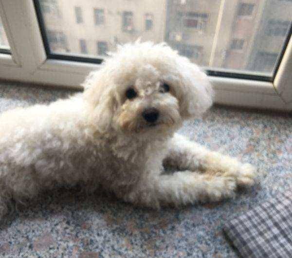 白色泰迪犬多少钱一只？如何搞懂它的价格？