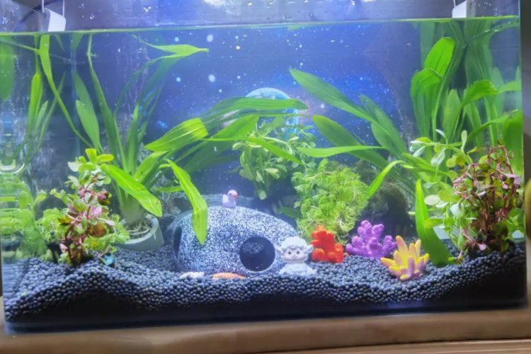 fishbowl是什么意思