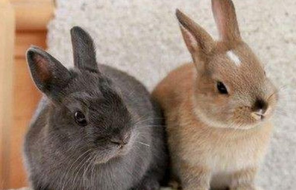 宠物店剪掉出售兔子耳朵的原因是什么？