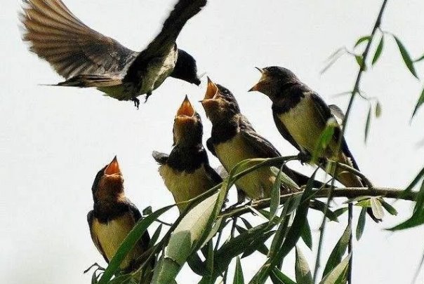 描写燕子的说明文