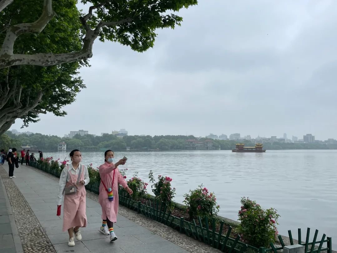 西湖柳树换月季引刷屏关注，谁让“花中皇后”月季惨遭躺枪？