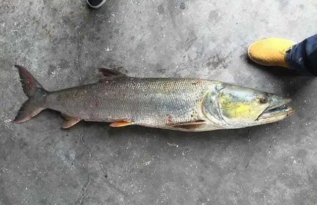 长沙钓友在湘江边钓到68斤大鱼，鳡鱼的口感如何？