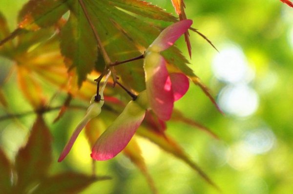 什么植物用风传播种子方法