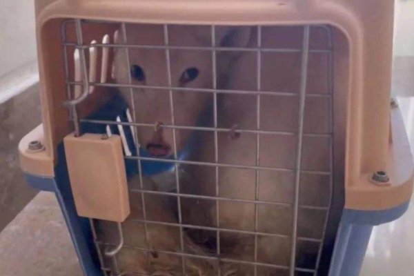 上海女子搬家后将宠物白狐遗弃，女子为何要这么做？