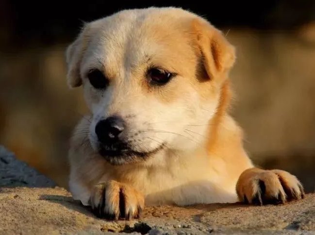 装怯作勇打一精准生肖