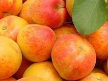 杏树有多少品种，最好列举几十种