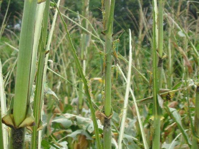 印度北部多地遭遇蝗虫侵袭，蝗虫侵袭的威力到底有多大？