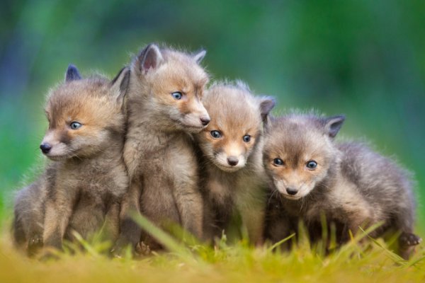 狐狸是如何繁殖后代的
