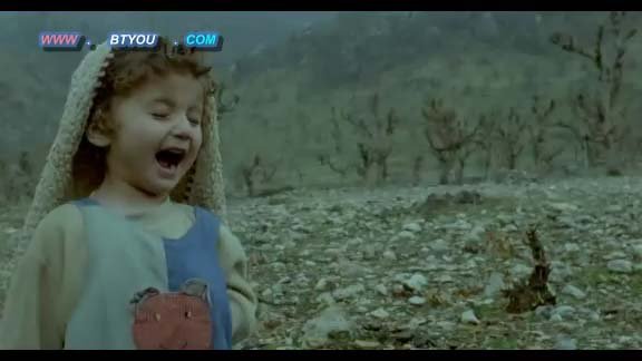 会飞的海龟的介绍