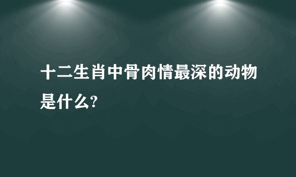 十二生肖中骨肉情最深的动物是什么?